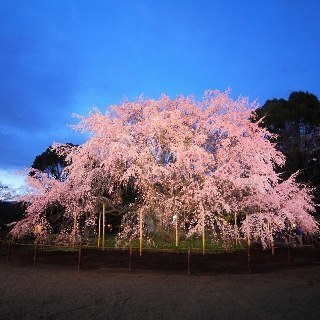 東京 六義園のしだれ桜 満開 関東 東京 神奈川 千葉 茨城 栃木 群馬 埼玉 山梨 366を中心にグローカル 世界に目を向けグローバル Gps Aps